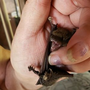 Meet your Posher, Adam